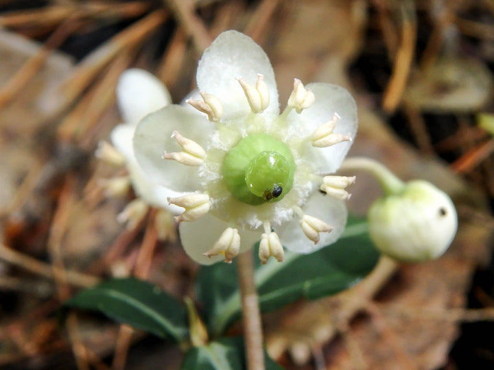Wintergreen Flower Seeds for Planting | Heirloom Non-GMO High Germination Organic Garden Seeds