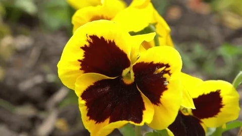 Yellow Brown Pansy Flower Seeds for Planting – Heirloom Non-GMO High Germination Organic Garden Seeds