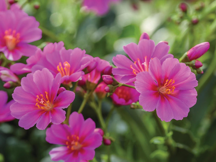 Lewisia Flower Seeds for Planting | Heirloom, Non-GMO, High Germination Organic Garden Seeds