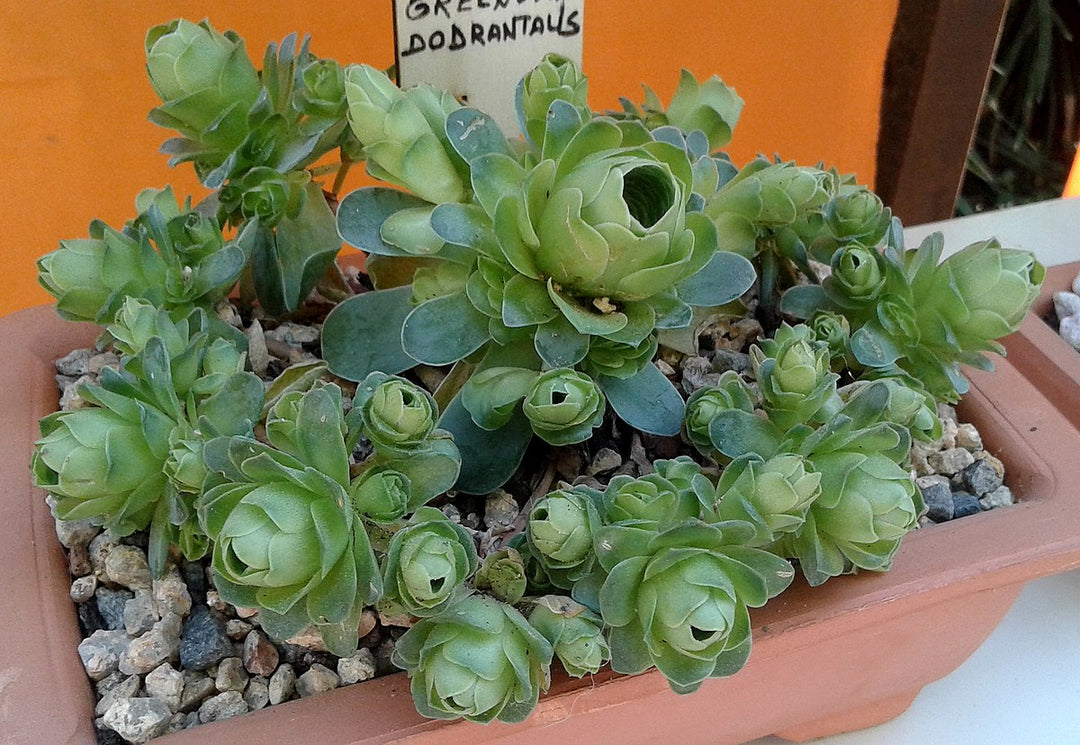 greenovia dodrentalis succulent Greenovia Dodrentalis Seeds – Heirloom Non-GMO – Earthechoseeds