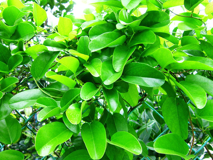 Green Tiliacora Seeds for Planting – Fragrant Blossoms, Heirloom, Non-GMO, High Germination Organic Garden Seeds