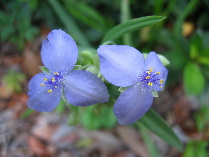 Tradescantia Spiderwort Flower Seeds for Planting – Bright Blooms Heirloom Non-GMO High Germination