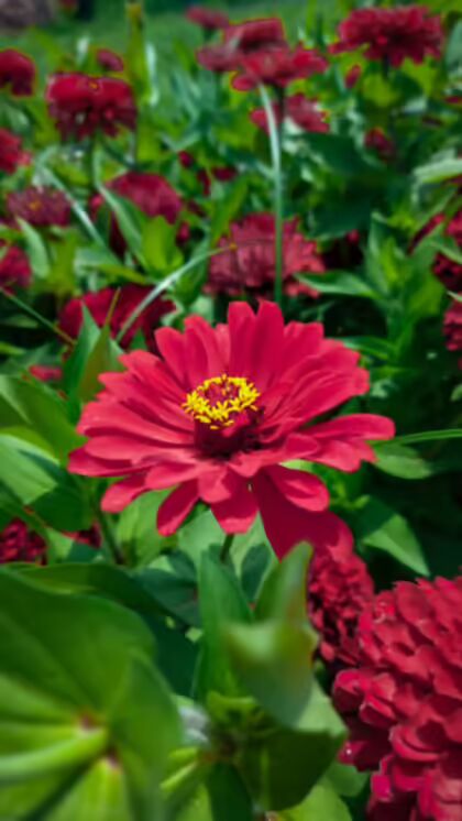 Red Cerasus Perennial Flower Seeds for Planting – Heirloom Non-GMO Organic Garden Seeds High Germination