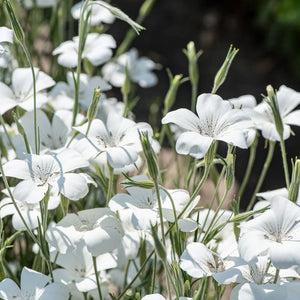 Flower Seeds, Seeds,Seeds For Planting,Plant Seeds
