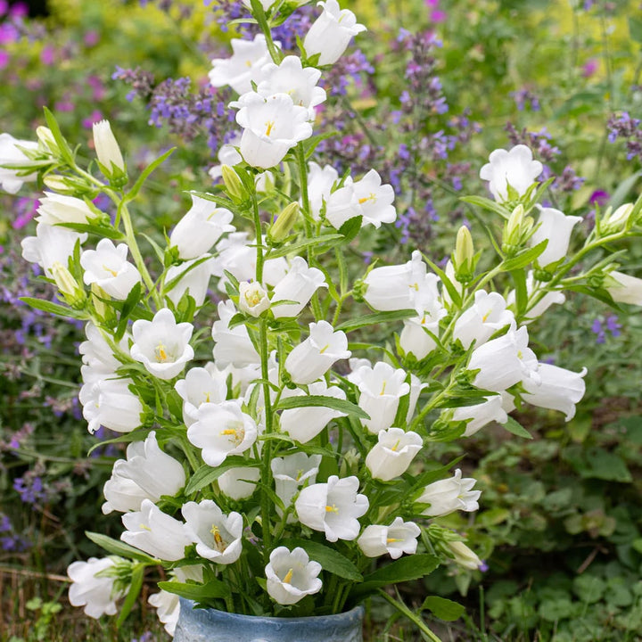 White Canterbury Bells Flower Seeds for Planting – Heirloom, Non-GMO, Vibrant Colors, High Germination