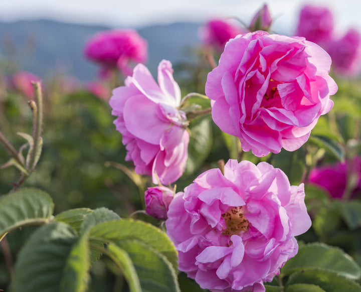 Pink Damask Rose Flower Seeds for Planting – Heirloom, Non-GMO, High Germination Organic Garden Seeds