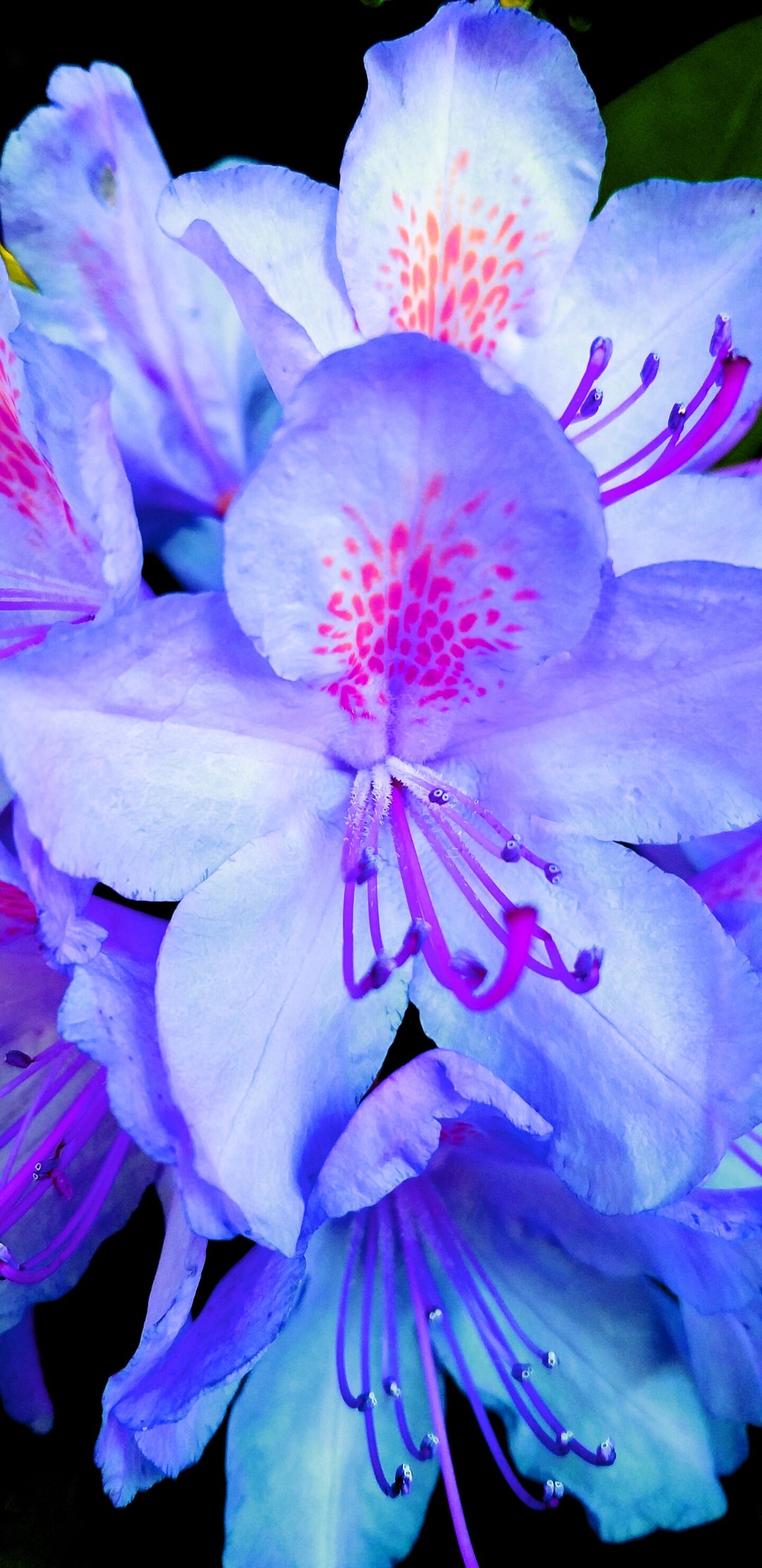 Blue Pink Azalea Flower Seeds for Planting – Heirloom, Non-GMO, High Germination Organic Garden Seeds