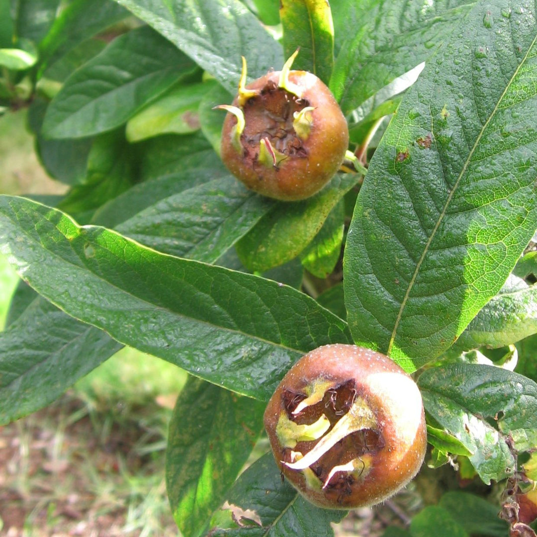 Medlar Showy Mespilus fruit seeds for planting - Heirloom & Non-GMO garden seeds, ornamental edible trees