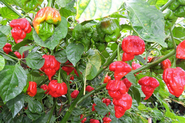 Scorpion Pepper Seeds for Planting – Heirloom, Non-GMO, Super Hot Chili Vegetable – High Germination