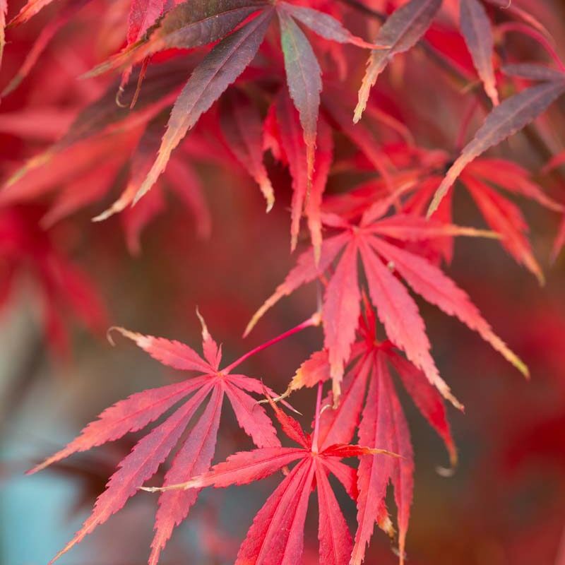 Flower Seeds, Seeds,Seeds For Planting,Plant Seeds