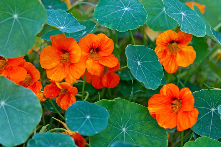 Burgundy Nasturtium Flower Seeds for Planting – Heirloom, Non-GMO, Sun Loving, High Germination