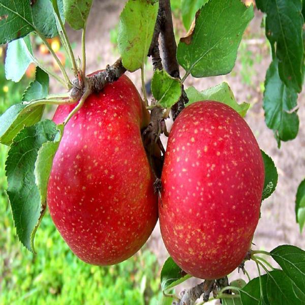 Fruit Seeds,Garden seeds, Seeds For Planting,Plant Seeds