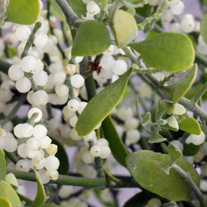 White Mistletoe Flower Seeds for Planting – Heirloom, Non-GMO, High Germination Organic Garden Seeds