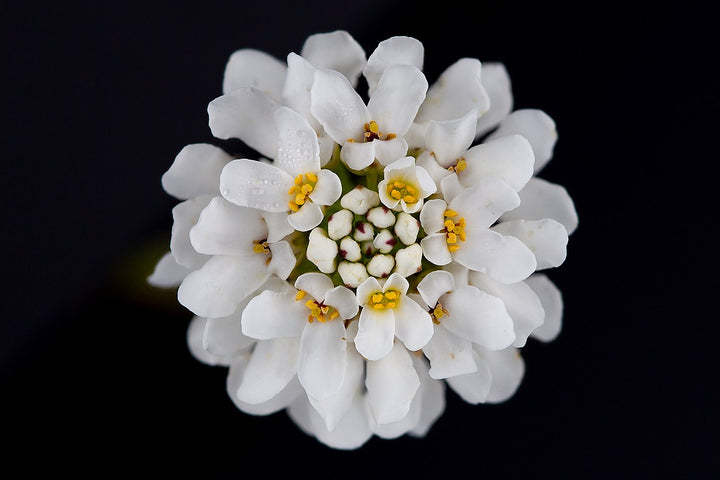 Iberis Sempervirens Flower Seeds for Planting – Heirloom Non-GMO, High Germination Organic Garden Seeds