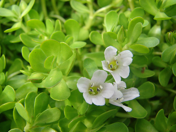 Brahmi (Bacopa monnieri) Seeds for Planting – Heirloom, Non-GMO Ayurvedic Medicinal Herb for Brain & Memory Support