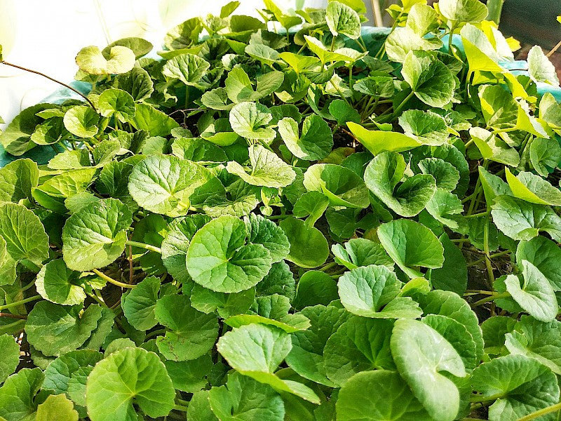 Green Gotu Kola Herb Seeds for Planting – Heirloom, Non-GMO, Organic Garden Seeds with High Germination