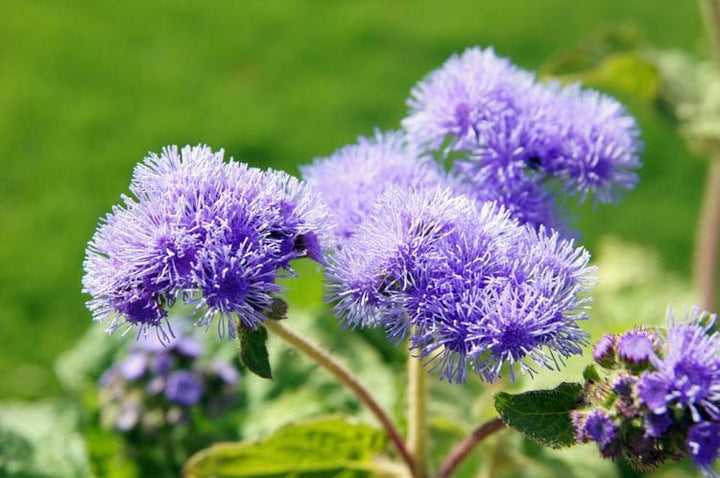 Floss Flower Seeds for Planting – Heirloom Non-GMO, High Germination Organic Garden Seeds