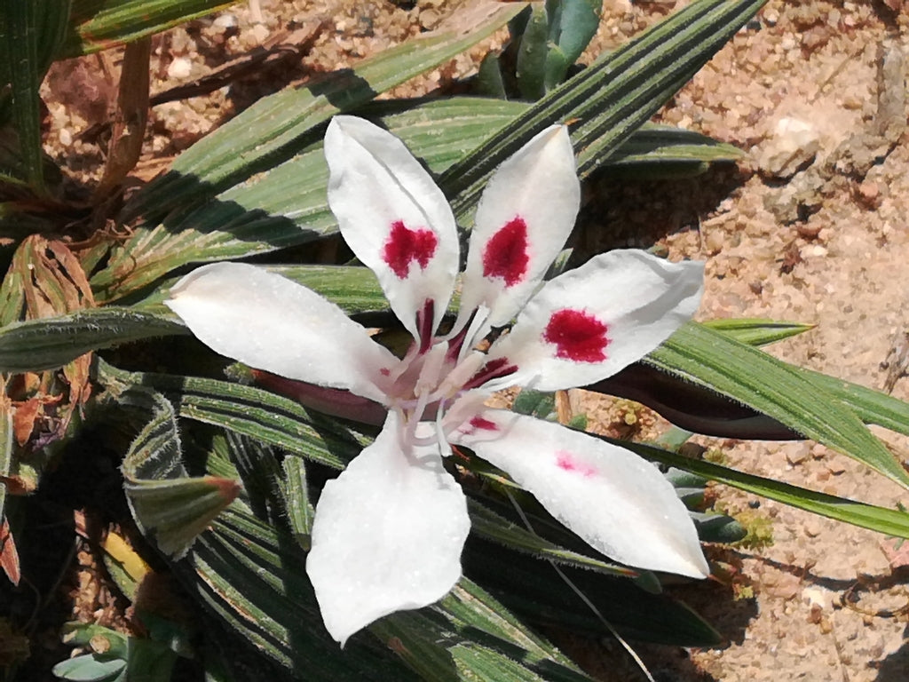 Babiana Tubulosa Flower Seeds for Planting | Heirloom Non-GMO Organic Garden Seeds, High Germination