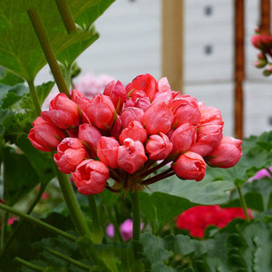 Flower Seeds, Seeds,Seeds For Planting,Plant Seeds