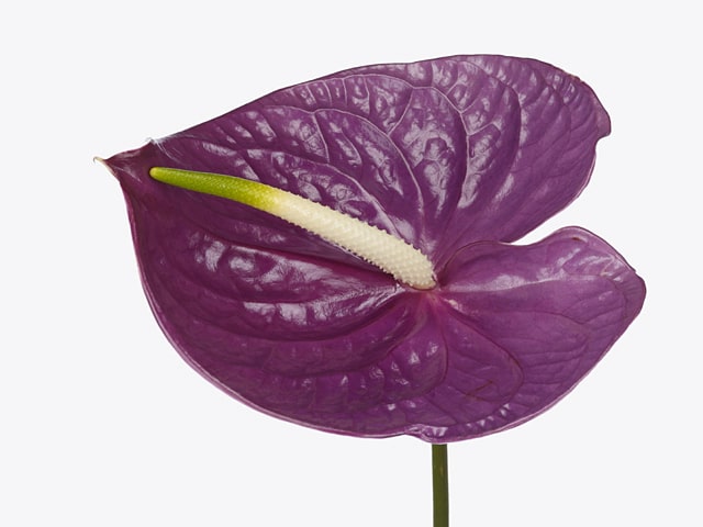 Dark Violet Anthurium Flower Seeds for Planting – Heirloom, Non-GMO, Wildflower Mix, High Germination