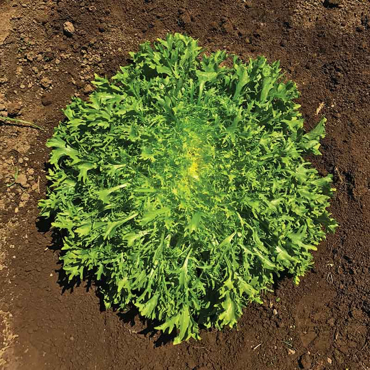 Broadleaf Batavian Endive Seeds for Planting – Heirloom, Non-GMO, Crisp Leafy Vegetable – High Germination