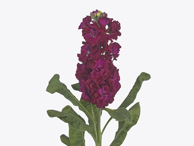 Burgundy Matthiola Flower Seeds for Planting – Heirloom, Non-GMO, Pollinator Friendly, High Germination