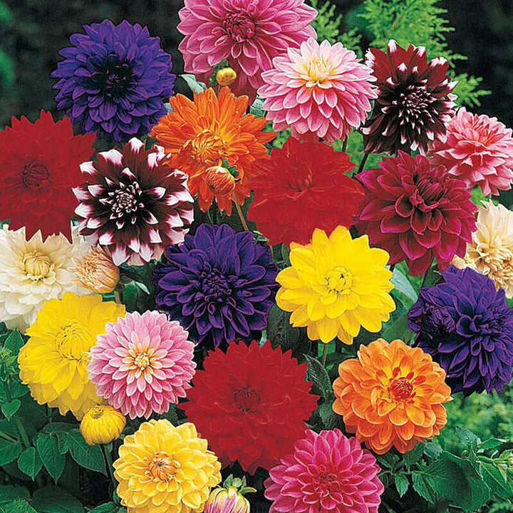 Mixed Colors Flower Seeds for Planting – Heirloom Non-GMO, High Germination Organic Garden Seeds