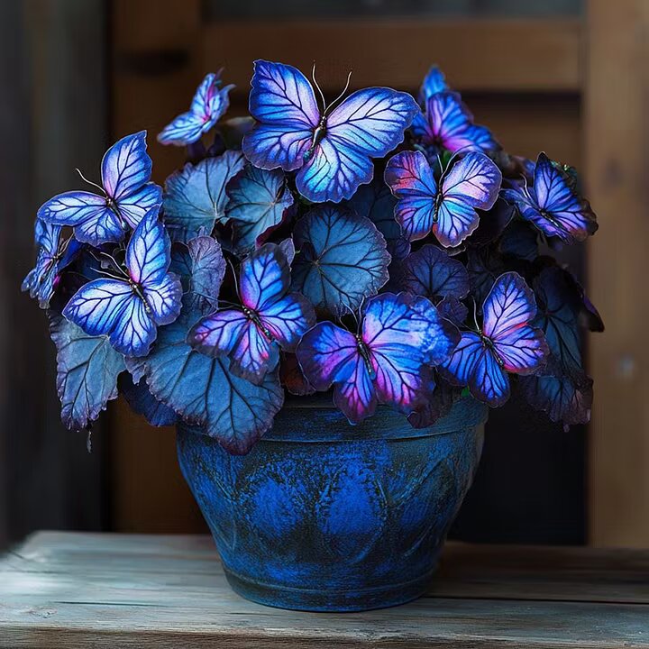 Sapphires Moonlight Butterfly Begonia Flower Seeds for Planting | Heirloom Non-GMO Organic Garden Seeds