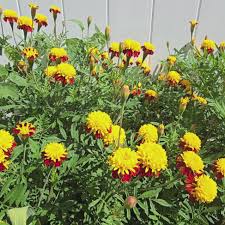 Tiger-Eye Marigold Flower Seeds for Planting – Heirloom & Non-GMO Compact French Marigold Variety