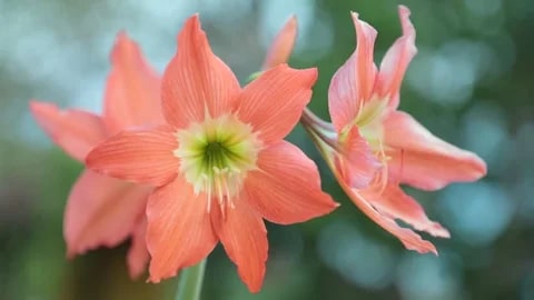 Light Orange Amaryllis Barbados Seeds for Planting - Heirloom, Non-GMO, High Germination Organic Garden Seeds