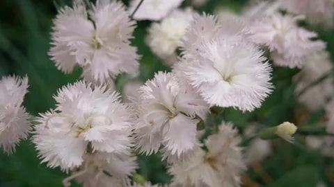 White Fragrant Clove Flower Seeds for Planting – Heirloom, Non-GMO, Long Bloom Season, High Germination
