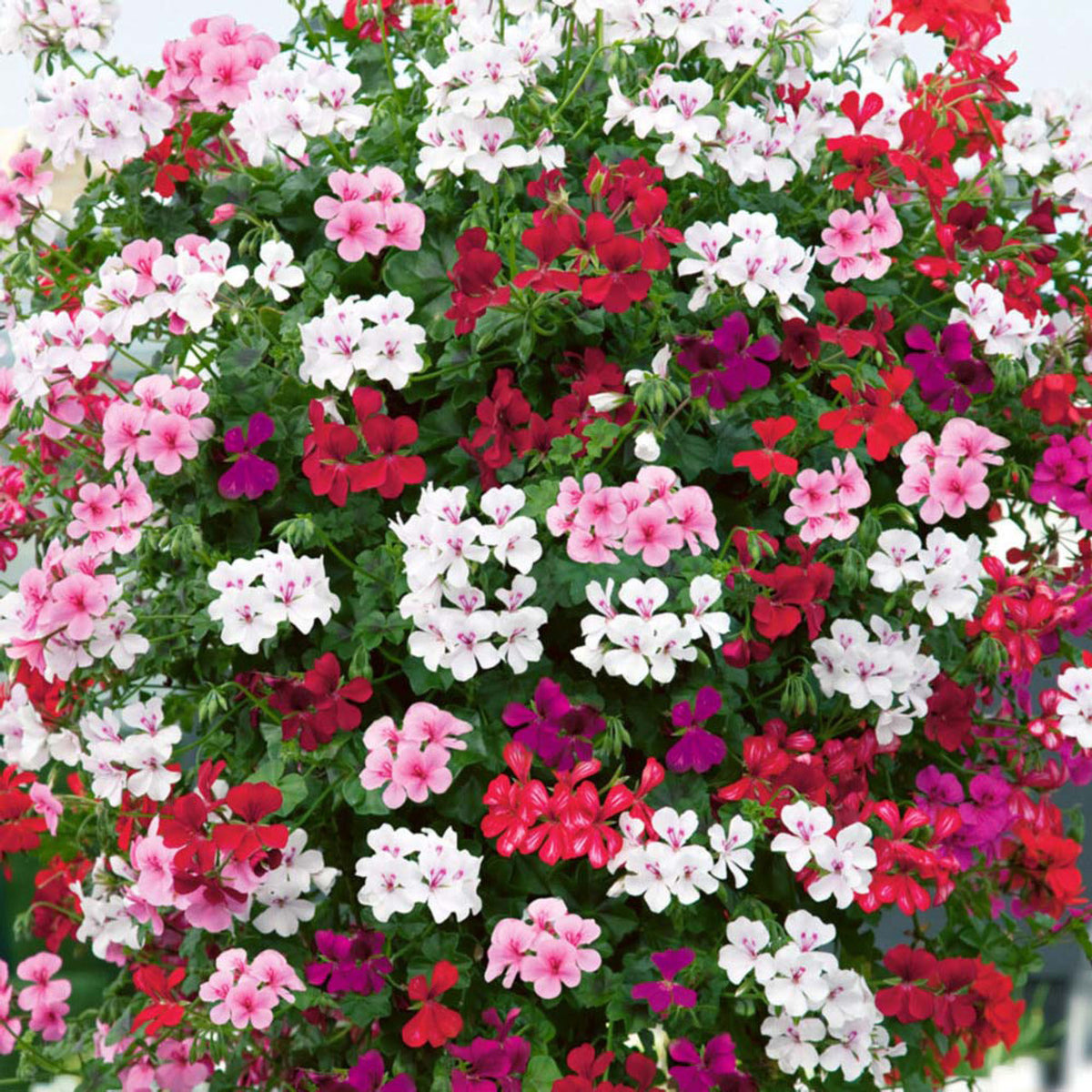 Mixed Climbing Geranium Seeds for Planting, Heirloom Non-GMO Flowers for Home Garden