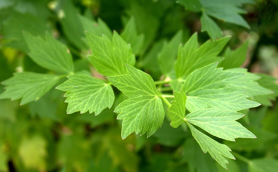 Lovage Herb Garden Herb seeds for Planting - Easy Care, Heirloom GMO Free Seeds for Garden 100pcs