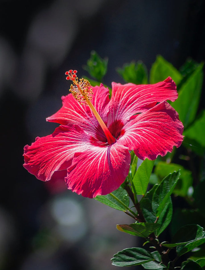 Hibiscus Flower Seeds for Planting – Heirloom, Non-GMO, High Germination Organic Garden Seeds
