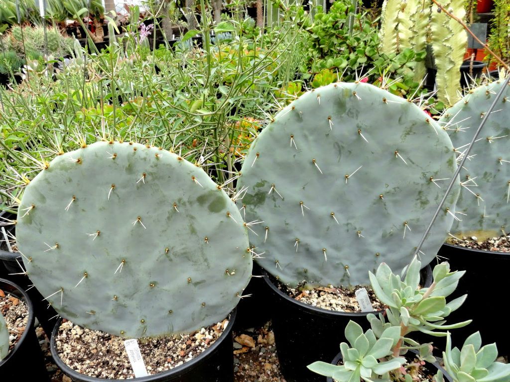 Opuntia Plant Seeds for Planting – Heirloom, Non-GMO Hardy Drought-Resistant Cactus Garden Seeds