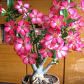 Adenium Flower Seeds for Planting – Heirloom, Non-GMO, Organic Garden Seeds