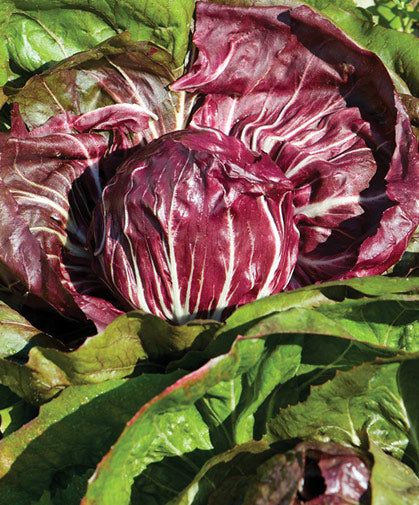 Burgundy Radicchio Vegetable Seeds for Planting – Heirloom &amp; Non-GMO Garden Seeds for Vibrant Salads