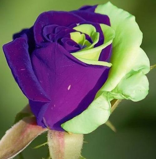 Green Mix Unique Rose Flower Seeds for Planting – Heirloom, Non-GMO, High Germination Garden Seeds