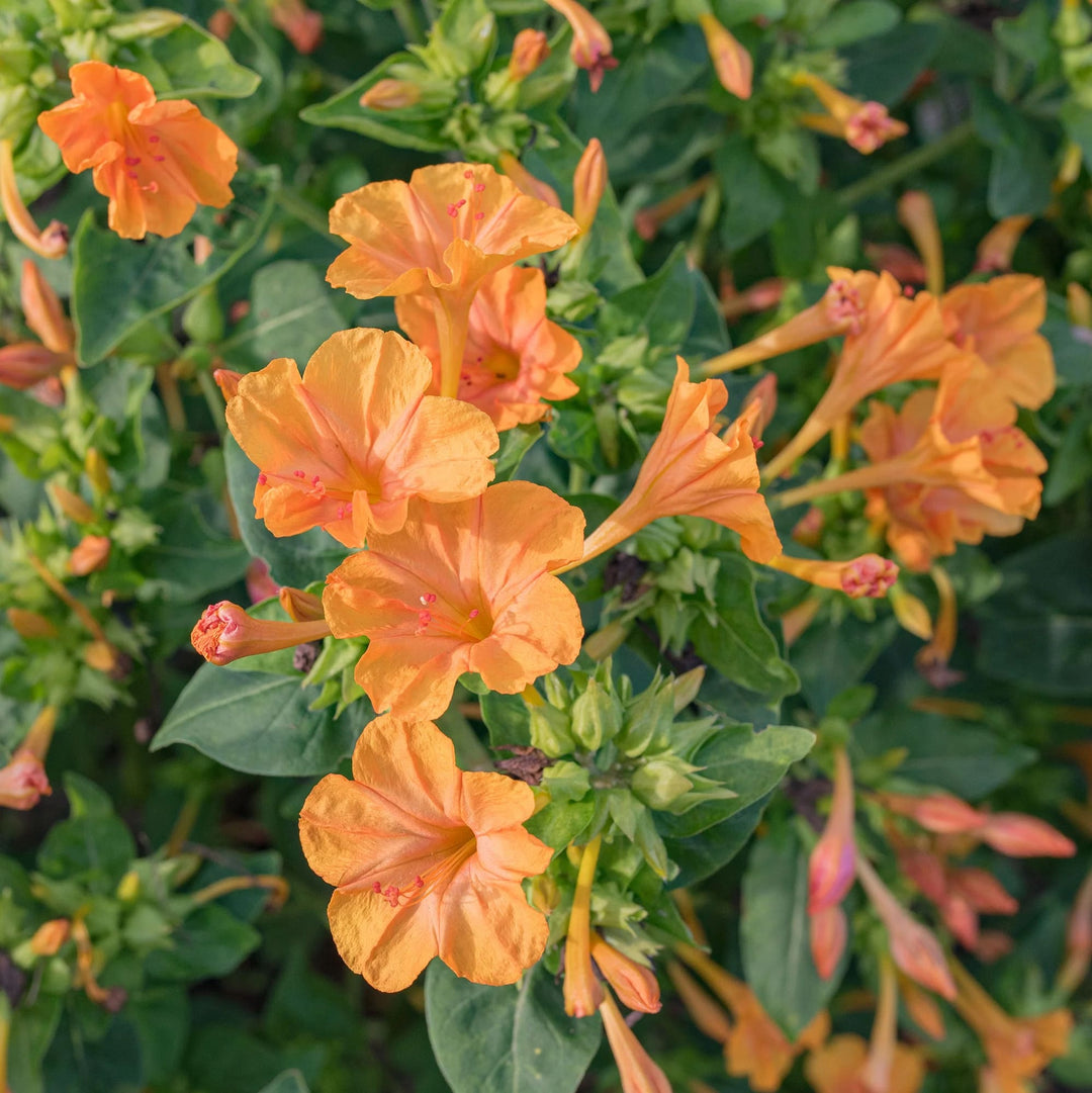 Orange Mirabilis Flower Seeds for Planting – Heirloom, Non-GMO, High Germination Garden Seeds