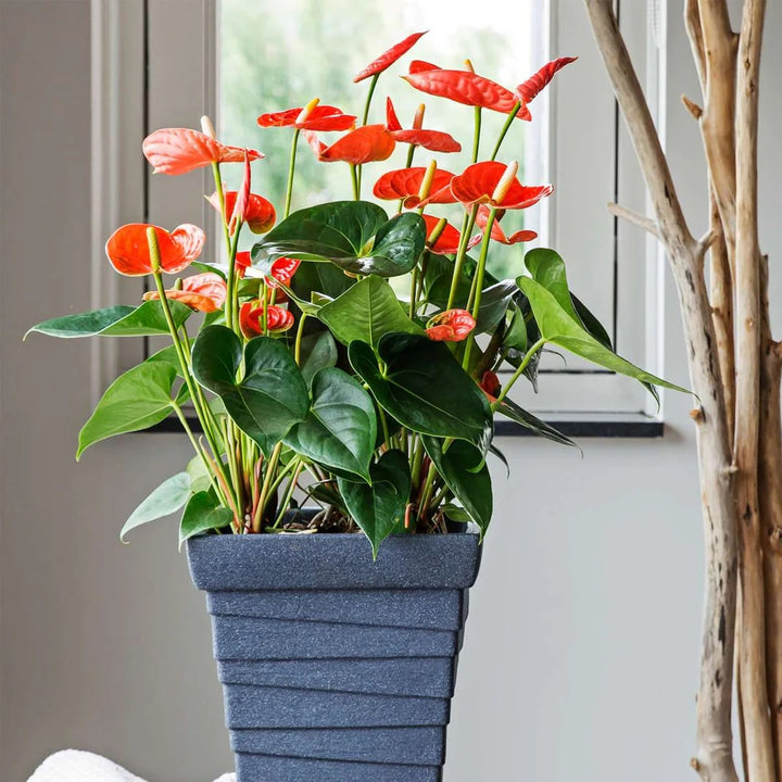 Orange Anthurium Flower Seeds for Planting – Heirloom, Non-GMO, High Germination Organic Garden Seeds