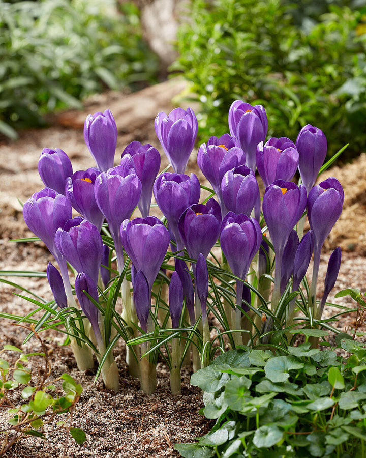 Flower Seeds, Seeds,Seeds For Planting,Plant Seeds