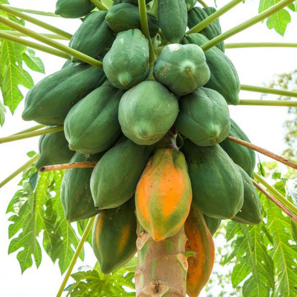 Fruit Seeds,Garden seeds, Seeds For Planting,Plant Seeds