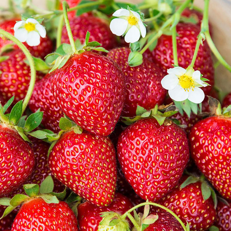 Vibrant Ozark Beauty Strawberry fruit seeds for planting - Heirloom & Non-GMO Garden seeds, juicy backyard berries