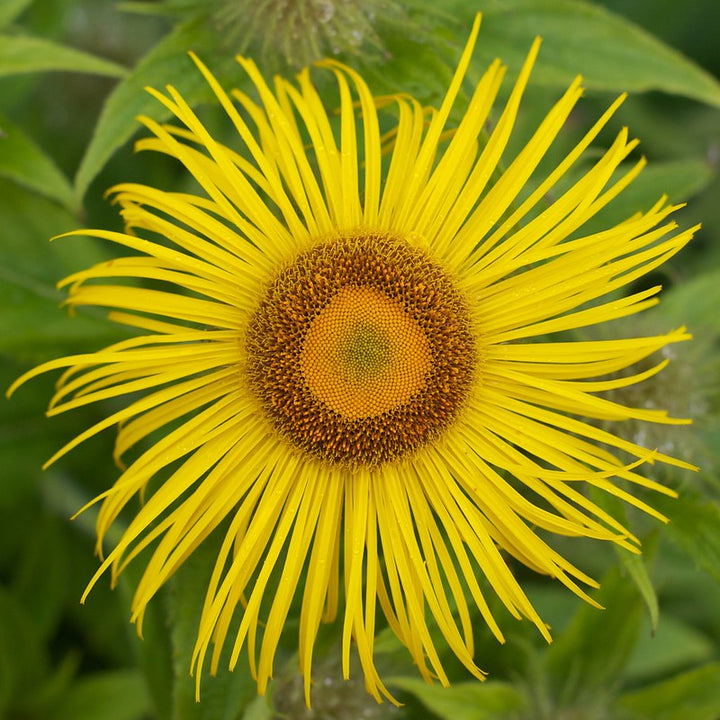 Elecampane Flower Seeds for Planting - Compact Growth, Heirloom & GMO Free Seeds for Home Garden