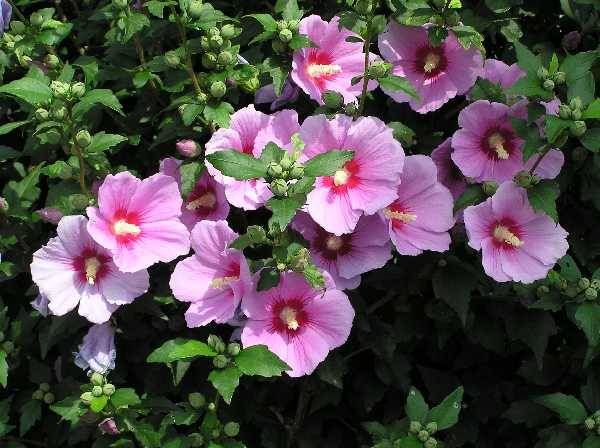 Rose of Sharon Hibiscus Flower Seeds for Planting – Heirloom, Non-GMO, High Germination Garden Seeds