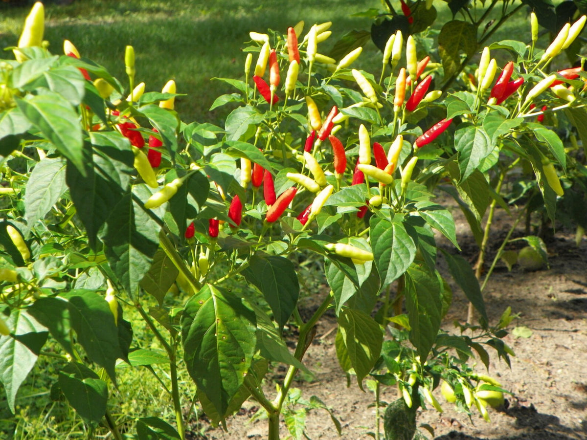 Florida Grove Pepper Seeds for Planting – Heirloom Non-GMO High Germination Organic Garden Seeds, Sweet and Mild Peppers