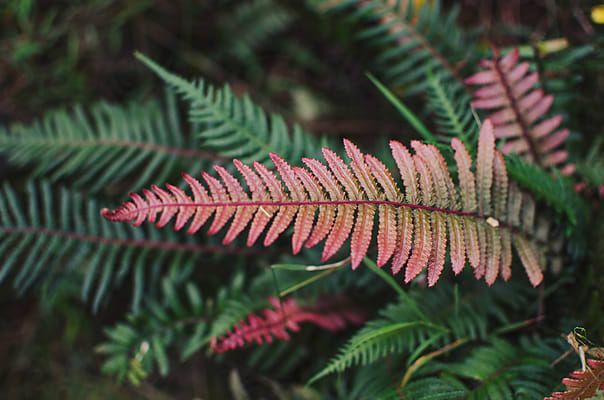 Red Green Fern Seeds for Planting – Sun Loving, Heirloom, Non-GMO, High Germination Organic Garden Seeds