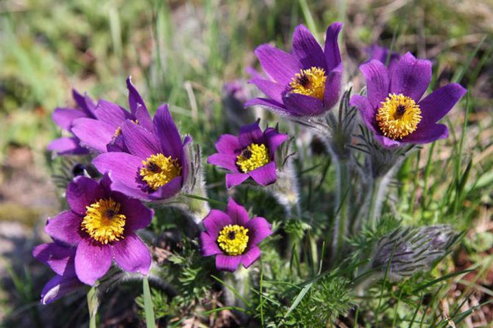 Violet Anemone Pulsatilla Flower Seeds – Heirloom, Non-GMO, High Germination Seeds for Planting