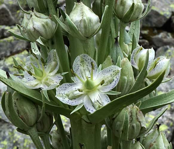 Green Gentian Flower Seeds for Planting – Heirloom, Non-GMO, Vibrant Colors, High Germination