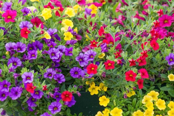 Mixed Superbells Petunia Flower Seeds for Planting – Heirloom Non-GMO, High Germination Organic Garden Seeds